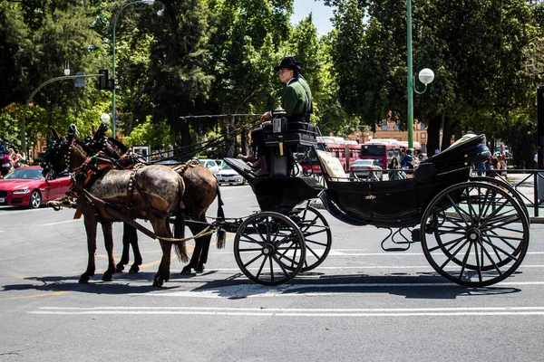 Seville, İspanya - 01 Mayıs 2022 at arabası sürücüsü İspanya 'nın en ünlü festivali Feria de Sevilla' da geçit töreni yapıyor.