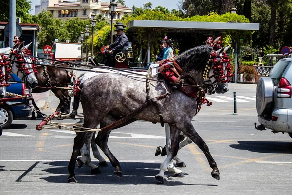 Seville, İspanya - 01 Mayıs 2022 at arabası sürücüsü İspanya 'nın en ünlü festivali Feria de Sevilla' da geçit töreni yapıyor.