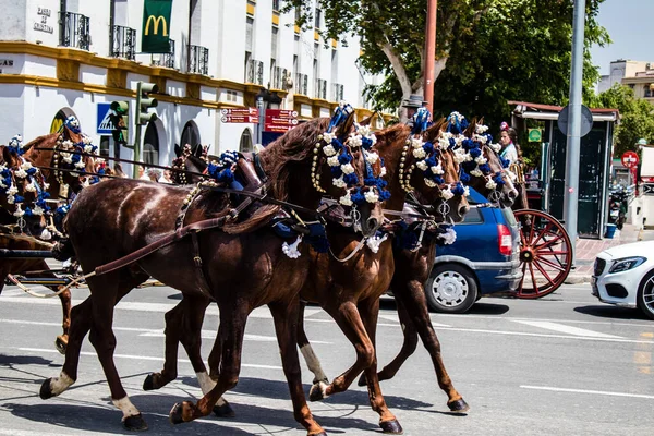 Seville, İspanya - 01 Mayıs 2022 at arabası sürücüsü İspanya 'nın en ünlü festivali Feria de Sevilla' da geçit töreni yapıyor.