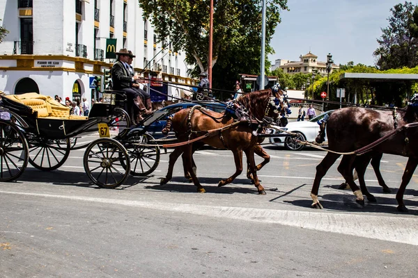 Seville, İspanya - 01 Mayıs 2022 at arabası sürücüsü İspanya 'nın en ünlü festivali Feria de Sevilla' da geçit töreni yapıyor.