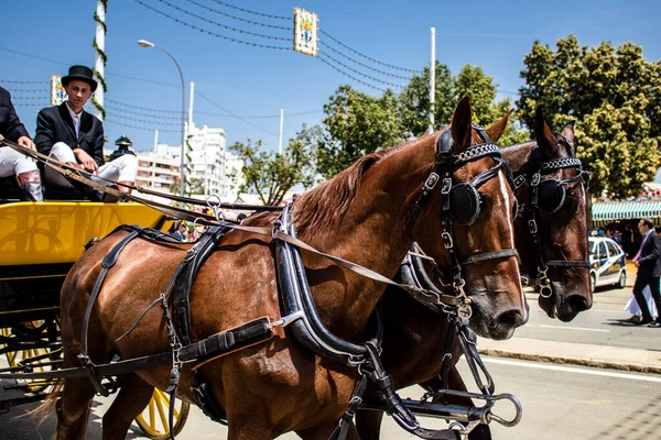 Seville, İspanya - 01 Mayıs 2022 at arabası sürücüsü İspanya 'nın en ünlü festivali Feria de Sevilla' da geçit töreni yapıyor.