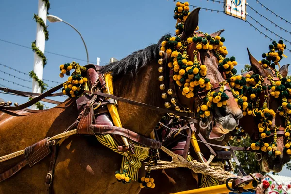 Seville, İspanya - 01 Mayıs 2022 at arabası sürücüsü İspanya 'nın en ünlü festivali Feria de Sevilla' da geçit töreni yapıyor.
