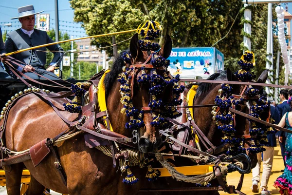Seville, İspanya - 01 Mayıs 2022 at arabası sürücüsü İspanya 'nın en ünlü festivali Feria de Sevilla' da geçit töreni yapıyor.