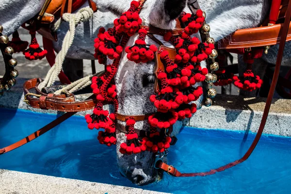 Seville, İspanya - 01 Mayıs 2022 at arabası sürücüsü İspanya 'nın en ünlü festivali Feria de Sevilla' da geçit töreni yapıyor.