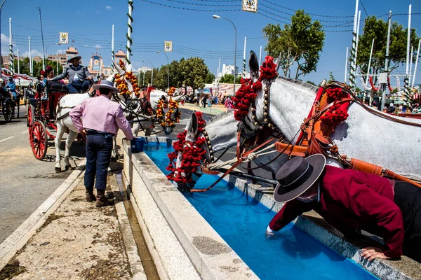 Seville, İspanya - 01 Mayıs 2022 at arabası sürücüsü İspanya 'nın en ünlü festivali Feria de Sevilla' da geçit töreni yapıyor.