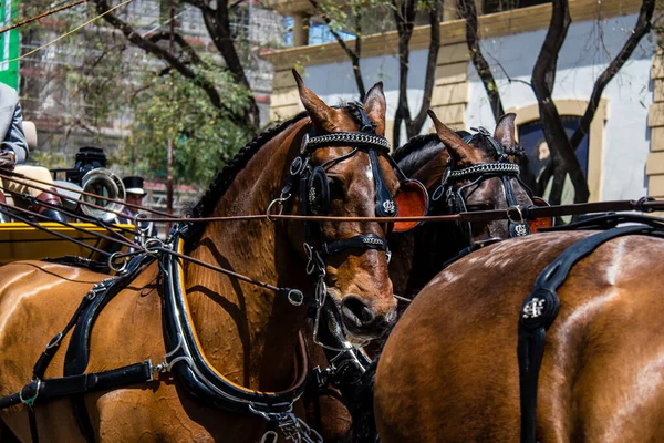 Seville Spain May 2022 Horse Carriage Driver Parading Feria Sevilla — Stock Photo, Image