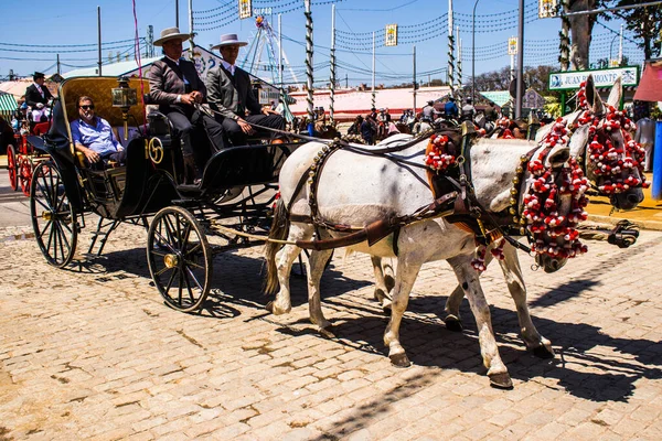 Seville, İspanya - 5 Mayıs 2022 Sevillianlar geleneksel Endülüs tarzında giyinmiş bir şekilde İspanya 'nın en ünlü festivali olan Feria de Sevilla' nın koridorlarında at arabasıyla dolaşıyorlar.