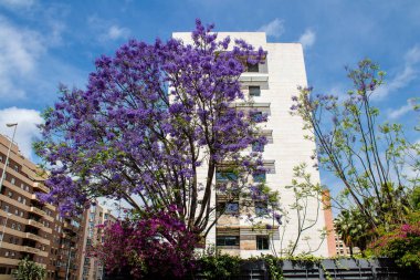 Seville, İspanya - 16 Mayıs 2022 Sevilla şehri ve İspanya 'nın güneyindeki Endülüs Bölgesi' nin başkenti Sevilla 'nın mimarisi