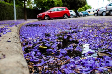 Seville, İspanya - 16 Mayıs 2022 Sevilla şehri ve İspanya 'nın güneyindeki Endülüs Bölgesi' nin başkenti Sevilla 'nın mimarisi