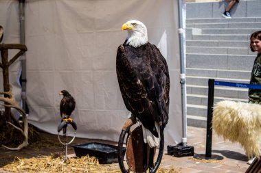 Reims, Fransa - 28 Mayıs 2022 Reims şehrinde düzenlenen Johanniques şenlikleri sırasında Orta Çağ 'ın kalbine ziyaretçileri taşıyan tarihi yeniden yapılanma