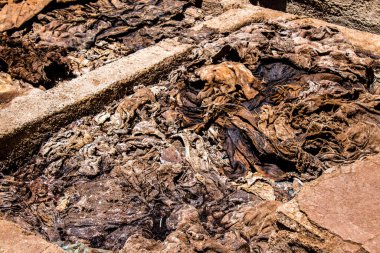 Fez, Fas - 13 Haziran 2022 Chouara Tannery, Chouara 'daki boya fıçıları Fez Medine' nin en ikonik manzaraları arasındadır. Eskiler 'in bronzlaşma ve boyama sanatı, içsel gerçekliğiyle.