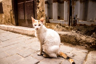 Fez, Fas - 16 Haziran 2022 Fez sokaklarında yaşayan evcil kedi, şehrin dar ve dolambaçlı bir Arapça yerleşimi var.