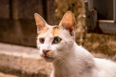 Fez, Fas - 16 Haziran 2022 Fez sokaklarında yaşayan evcil kedi, şehrin dar ve dolambaçlı bir Arapça yerleşimi var.