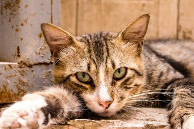 Fez, Fas - 16 Haziran 2022 Fez sokaklarında yaşayan evcil kedi, şehrin dar ve dolambaçlı bir Arapça yerleşimi var.