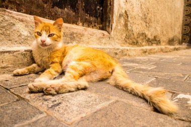 Fez, Fas - 16 Haziran 2022 Fez sokaklarında yaşayan evcil kedi, şehrin dar ve dolambaçlı bir Arapça yerleşimi var.