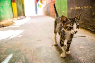 Fez, Fas - 16 Haziran 2022 Fez sokaklarında yaşayan evcil kedi, şehrin dar ve dolambaçlı bir Arapça yerleşimi var.