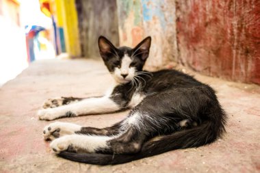 Fez, Fas - 16 Haziran 2022 Fez sokaklarında yaşayan evcil kedi, şehrin dar ve dolambaçlı bir Arapça yerleşimi var.