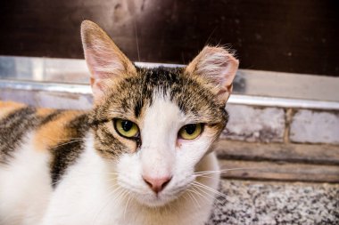 Fez, Fas - 16 Haziran 2022 Fez sokaklarında yaşayan evcil kedi, şehrin dar ve dolambaçlı bir Arapça yerleşimi var.