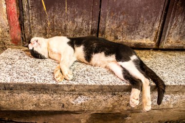 Fez, Fas - 16 Haziran 2022 Fez sokaklarında yaşayan evcil kedi, şehrin dar ve dolambaçlı bir Arapça yerleşimi var.