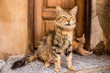 Fez, Fas - 16 Haziran 2022 Fez sokaklarında yaşayan evcil kedi, şehrin dar ve dolambaçlı bir Arapça yerleşimi var.