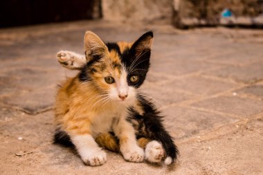 Fez, Fas - 16 Haziran 2022 Fez sokaklarında yaşayan evcil kedi, şehrin dar ve dolambaçlı bir Arapça yerleşimi var.