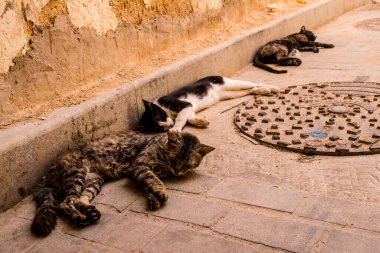 Fez, Fas - 16 Haziran 2022 Fez sokaklarında yaşayan evcil kedi, şehrin dar ve dolambaçlı bir Arapça yerleşimi var.