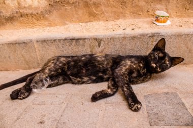Fez, Fas - 16 Haziran 2022 Fez sokaklarında yaşayan evcil kedi, şehrin dar ve dolambaçlı bir Arapça yerleşimi var.