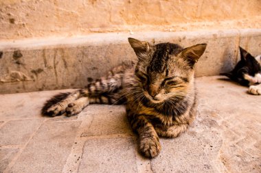 Fez, Fas - 16 Haziran 2022 Fez sokaklarında yaşayan evcil kedi, şehrin dar ve dolambaçlı bir Arapça yerleşimi var.