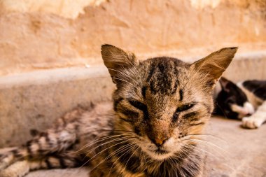 Fez, Fas - 16 Haziran 2022 Fez sokaklarında yaşayan evcil kedi, şehrin dar ve dolambaçlı bir Arapça yerleşimi var.