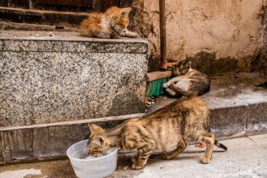 Fez, Fas - 16 Haziran 2022 Fez sokaklarında yaşayan evcil kedi, şehrin dar ve dolambaçlı bir Arapça yerleşimi var.