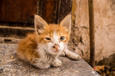 Fez, Fas - 16 Haziran 2022 Fez sokaklarında yaşayan evcil kedi, şehrin dar ve dolambaçlı bir Arapça yerleşimi var.