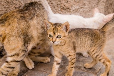 Fez, Fas - 16 Haziran 2022 Fez sokaklarında yaşayan evcil kedi, şehrin dar ve dolambaçlı bir Arapça yerleşimi var.