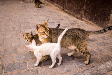 Fez, Fas - 16 Haziran 2022 Fez sokaklarında yaşayan evcil kedi, şehrin dar ve dolambaçlı bir Arapça yerleşimi var.