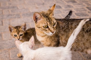 Fez, Fas - 16 Haziran 2022 Fez sokaklarında yaşayan evcil kedi, şehrin dar ve dolambaçlı bir Arapça yerleşimi var.