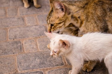 Fez, Fas - 16 Haziran 2022 Fez sokaklarında yaşayan evcil kedi, şehrin dar ve dolambaçlı bir Arapça yerleşimi var.