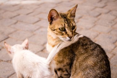 Fez, Fas - 16 Haziran 2022 Fez sokaklarında yaşayan evcil kedi, şehrin dar ve dolambaçlı bir Arapça yerleşimi var.
