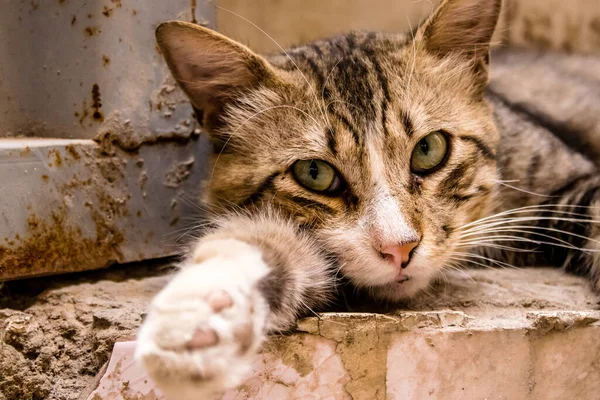 Fez, Fas - 16 Haziran 2022 Fez sokaklarında yaşayan evcil kedi, şehrin dar ve dolambaçlı bir Arapça yerleşimi var.