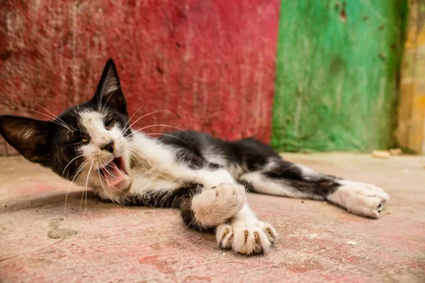 Fez Maroko Června 2022 Domácí Kočka Žijící Ulicích Fezu Město — Stock fotografie