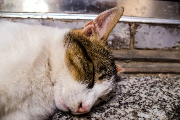 Fez Marrocos Junho 2022 Gato Doméstico Que Vive Nas Ruas — Fotografia de Stock