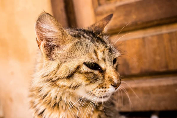 Fez, Fas - 16 Haziran 2022 Fez sokaklarında yaşayan evcil kedi, şehrin dar ve dolambaçlı bir Arapça yerleşimi var.