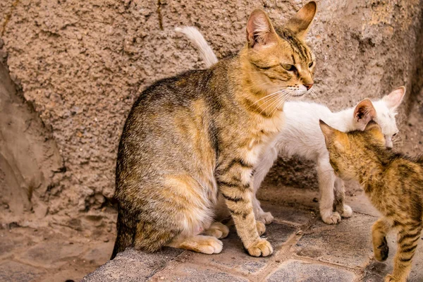 Fez, Fas - 16 Haziran 2022 Fez sokaklarında yaşayan evcil kedi, şehrin dar ve dolambaçlı bir Arapça yerleşimi var.