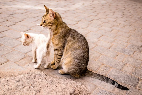 Fez Marocco Giugno 2022 Gatto Domestico Che Vive Nelle Strade — Foto Stock