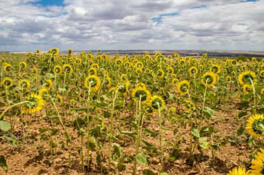 Yaz boyunca Güney İspanya 'da manzara ve doğa inanılmaz çeşitlilikteki bölgelere ve çarpıcı doğal manzaralara ev sahipliği yapmaktadır. Endülüs, İspanya' yı eşsiz kılan bir doğa mücevheridir.