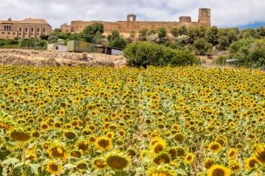 Yaz boyunca Güney İspanya 'da manzara ve doğa inanılmaz çeşitlilikteki bölgelere ve çarpıcı doğal manzaralara ev sahipliği yapmaktadır. Endülüs, İspanya' yı eşsiz kılan bir doğa mücevheridir.