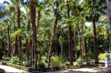 Seville, İspanya - 14 Temmuz 2022 Maria Luisa Parkı, İspanya 'nın güneyindeki Endülüs Bölgesi' nin başkenti ve sembolik şehri Sevilla 'nın ilk yeşil akciğerlerinden biridir.