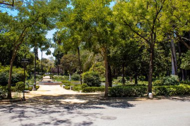 Seville, Spain - July 14, 2022 Maria Luisa Park is the first urban park and one of the green lungs of Seville, emblematic city and capital of the Andalusia region, in southern Spain