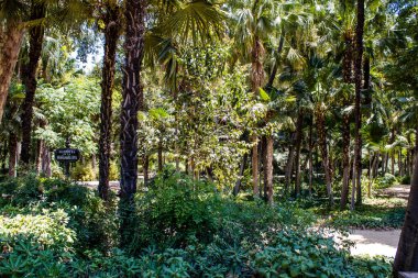 Seville, İspanya - 14 Temmuz 2022 Maria Luisa Parkı, İspanya 'nın güneyindeki Endülüs Bölgesi' nin başkenti ve sembolik şehri Sevilla 'nın ilk yeşil akciğerlerinden biridir.