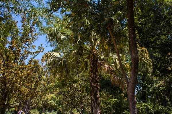 Seville Spain July 2022 Maria Luisa Park First Urban Park — Stock Fotó