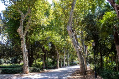 Seville, İspanya - 14 Temmuz 2022 Maria Luisa Parkı, İspanya 'nın güneyindeki Endülüs Bölgesi' nin başkenti ve sembolik şehri Sevilla 'nın ilk yeşil akciğerlerinden biridir.