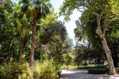 Seville, İspanya - 14 Temmuz 2022 Maria Luisa Parkı, İspanya 'nın güneyindeki Endülüs Bölgesi' nin başkenti ve sembolik şehri Sevilla 'nın ilk yeşil akciğerlerinden biridir.